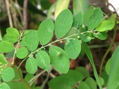 Phyllanthus tenellus