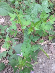 Cleome rutidosperma
