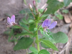 Cleome rutidosperma