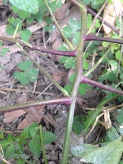 Cleome rutidosperma