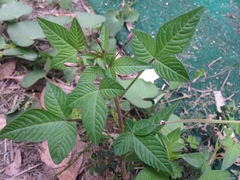 Cleome rutidosperma