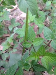 Cleome rutidosperma