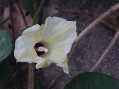 Ipomoea obscura