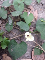 Ipomoea obscura
