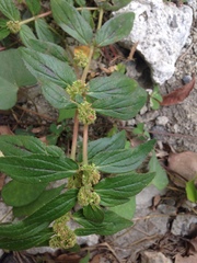 Euphorbia hirta