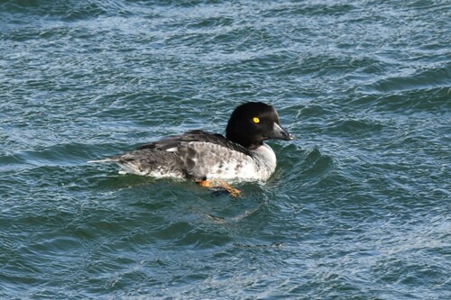 Porrón islándico (Bucephala islandica)