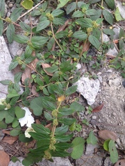 Euphorbia hirta