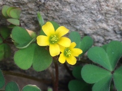 Oxalis corniculata