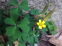 Oxalis corniculata