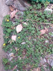 Oxalis corniculata
