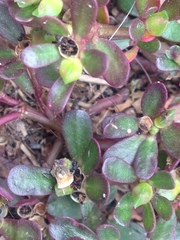 Portulaca oleracea
