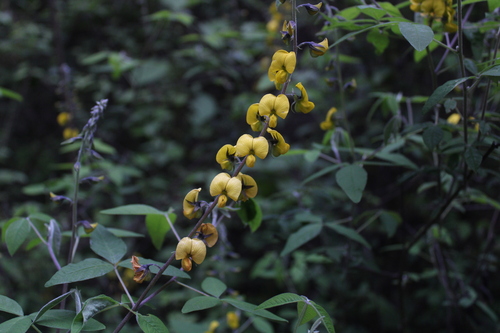 Image of Crotalaria longirostrata by (c) Ricardo Betancourt Sánchez, some rights reserved (CC BY)
