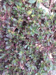 Portulaca oleracea
