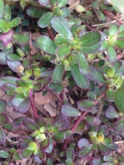 Portulaca oleracea