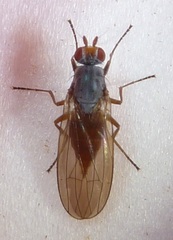 Heteromyza oculata
