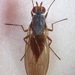 Heteromyzidae - Photo (c) Scott Gilmore, algunos derechos reservados (CC BY-NC), subido por Scott Gilmore