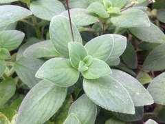 Streptocarpus