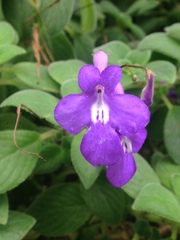 Streptocarpus