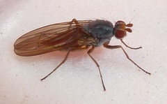 Heteromyza oculata