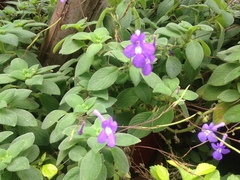 Streptocarpus