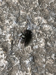 Diptera