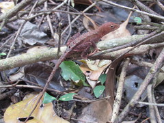 Anolis tropidonotus
