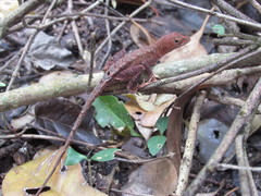 Anolis tropidonotus
