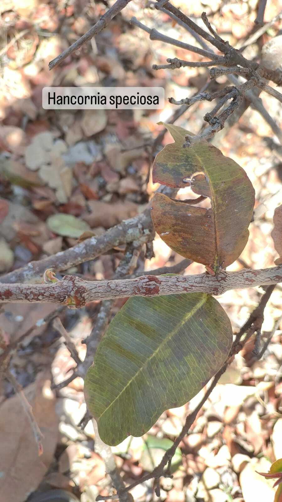 Imagem de Mangaba