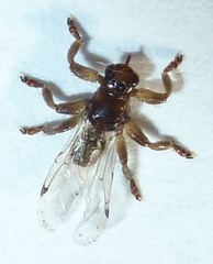 Lipoptena depressa