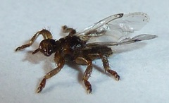 Lipoptena depressa