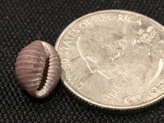 Pseudopusula californiana