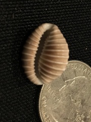 Pusula solandri