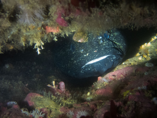 Maori chief (Notothenia angustata) — Nototheniidae