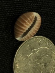 Pusula solandri