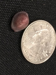 Pseudopusula sanguinea