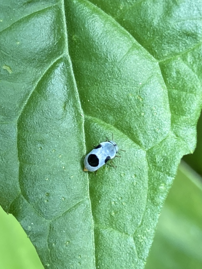 Cothurus