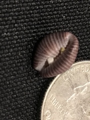 Pseudopusula sanguinea