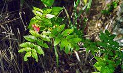 Sorbus sambucifolia