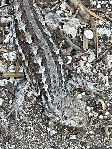 iNaturalist observation photo of Common Sagebrush Lizard