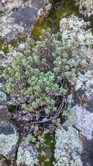 Ericameria cuneata macrocephala