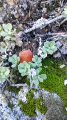 Ericameria cuneata macrocephala