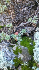 Ericameria cuneata macrocephala