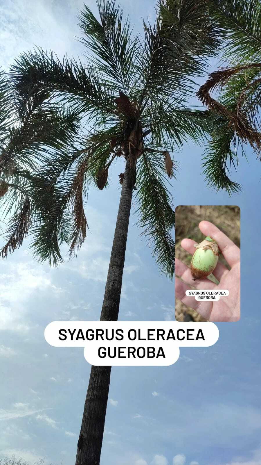 Imagem de Guariroba