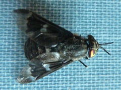Chrysops noctifer