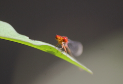 Pseudagrion pilidorsum declaratum
