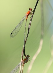Pseudagrion pilidorsum declaratum