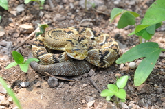 Crotalus culminatus