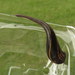 Jawed Leeches - Photo (c) Victor W Fazio III, some rights reserved (CC BY-NC-ND), uploaded by Victor W Fazio III