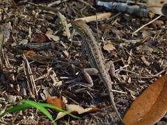 Holbrookia propinqua