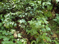 Ruscus colchicus